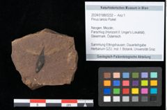 Foto (Objekt + Etikett) von Pinus laricio Poiret (NHMW-GEO-2024-0188-0232)